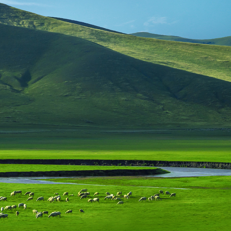 优质皮原可追溯